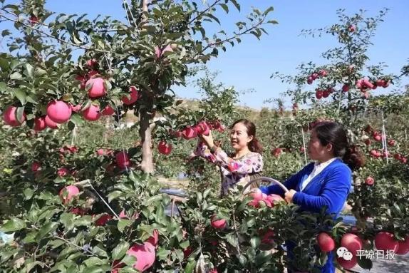 甘肅靈臺縣：蘋果紅了，果農(nóng)的錢袋子鼓了